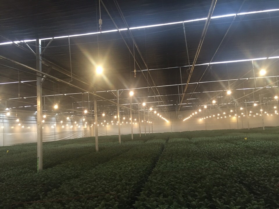 Bóng đèn LED Bulb A60.HC - Ảnh 2